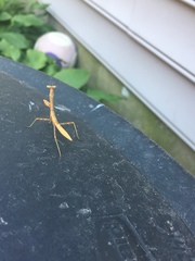 Stagmomantis carolina