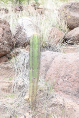 Isolatocereus dumortieri