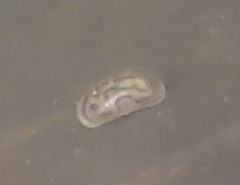 Ostracoda