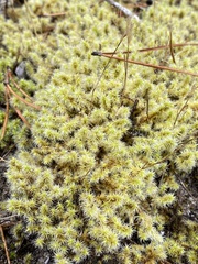 Racomitrium lanuginosum