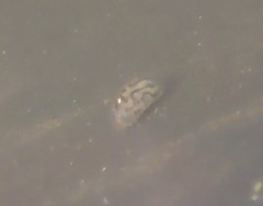 Ostracoda