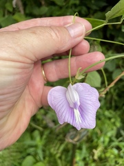 Centrosema pubescens