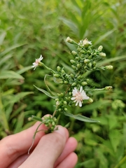 Symphyotrichum ontarionis