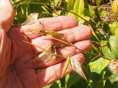 Vincetoxicum rossicum