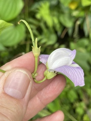 Centrosema pubescens