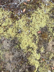 Racomitrium lanuginosum