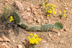Opuntia polyacantha