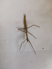 Libethra