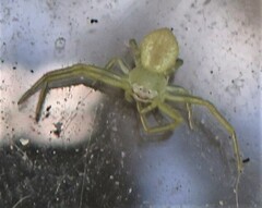 Misumessus oblongus