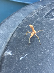Stagmomantis carolina