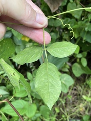 Centrosema pubescens