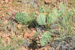 Opuntia polyacantha