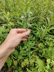 Symphyotrichum ontarionis