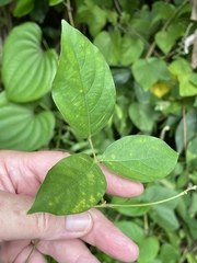 Centrosema pubescens