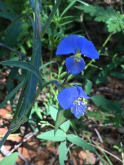 Commelina dianthifolia