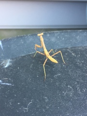 Stagmomantis carolina