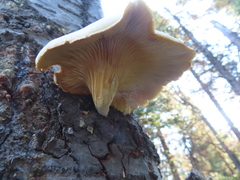 Pleurotus ostreatus