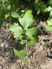 Toxicodendron pubescens