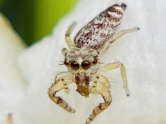 Hentzia