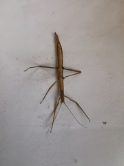 Libethra