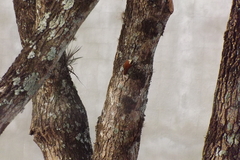 Lepidocolaptes angustirostris