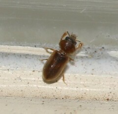 Tropicus pusillus