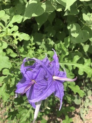 Solanum houstonii