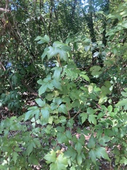 Toxicodendron pubescens