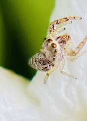Hentzia