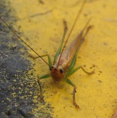 Conocephalus attenuatus