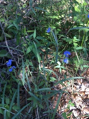 Commelina dianthifolia