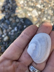 Veneridae