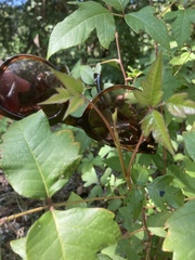 Toxicodendron pubescens