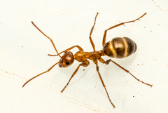 Formica pallidefulva