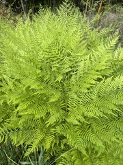 Pteridium aquilinum pseudocaudatum