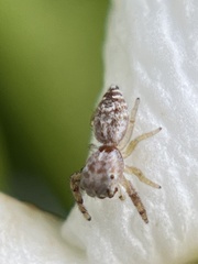 Hentzia
