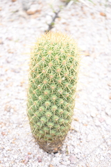 Coryphantha erecta