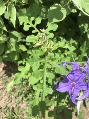 Solanum houstonii
