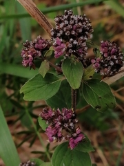 Origanum