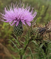 Cirsium altissimum