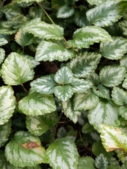 Lamium galeobdolon