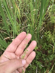Galium labradoricum