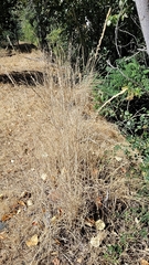 Thinopyrum intermedium