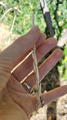 Thinopyrum intermedium