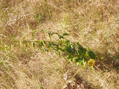 Vincetoxicum rossicum