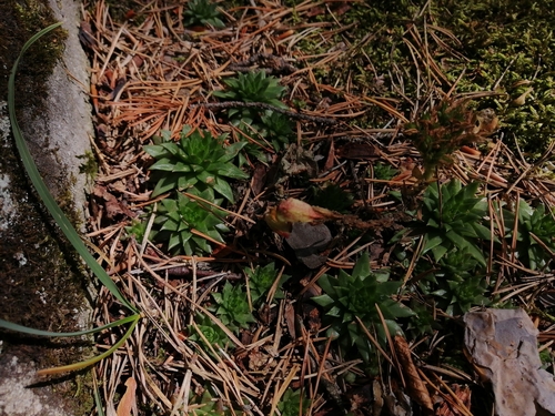 Sempervivum globiferum