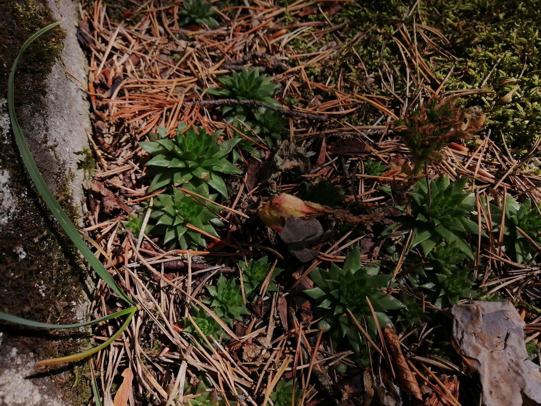 Sempervivum soboliferum Sims 2