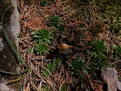 Sempervivum globiferum