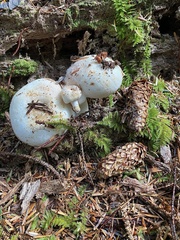 Russula crassotunicata