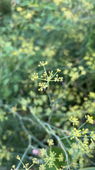 Foeniculum vulgare